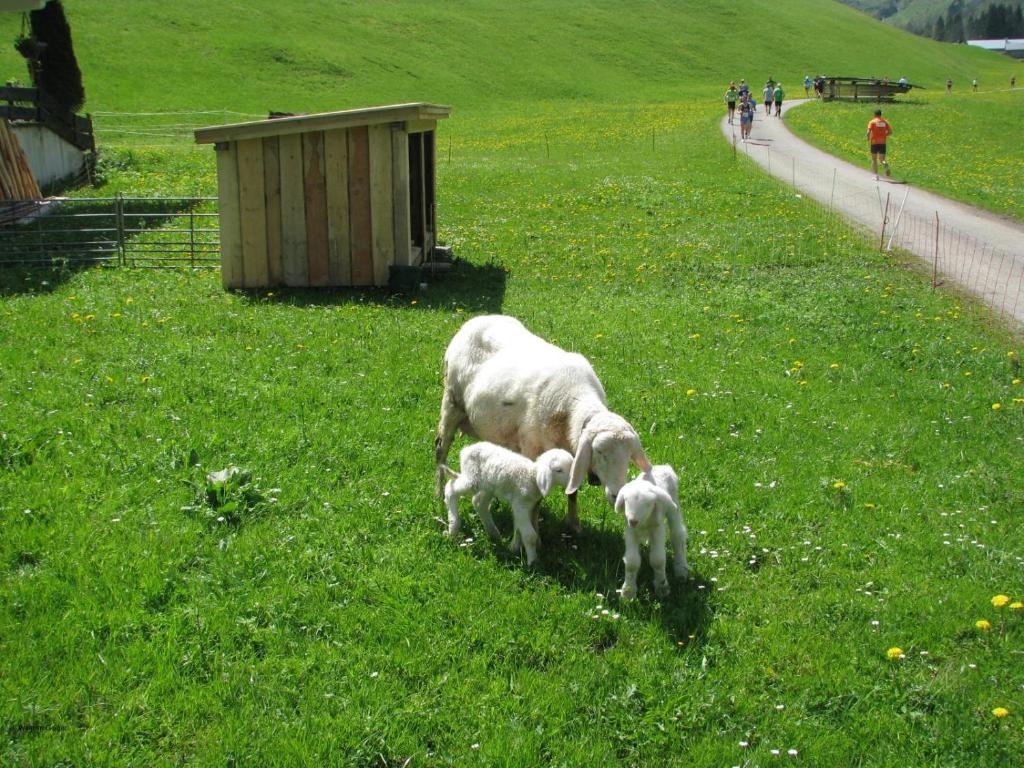 Mountain Hostel Oberstdorf Kültér fotó
